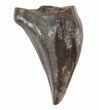 Ankylosaur or Nodosaur Tooth (Premolar) - Wyoming #40798-1